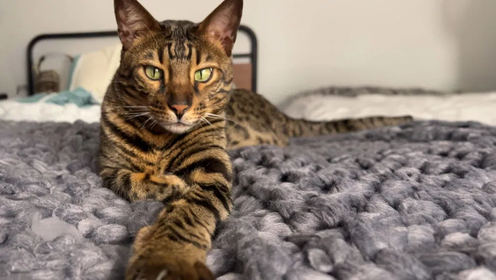 Do Cats Understand Us?