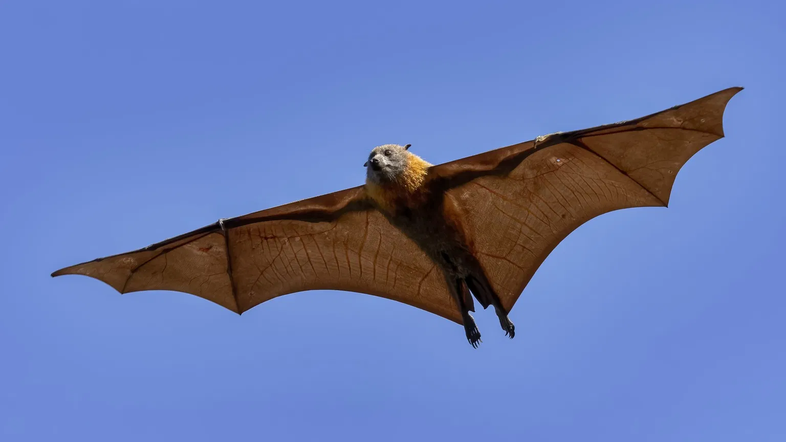 Nipah Virus Explained: How This Deadly Pathogen Works