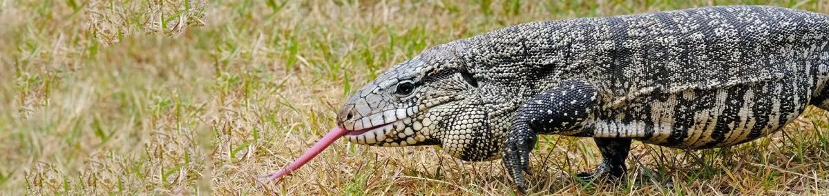 What Is the Argentine Tegu and Why Is It Invasive in Georgia?
