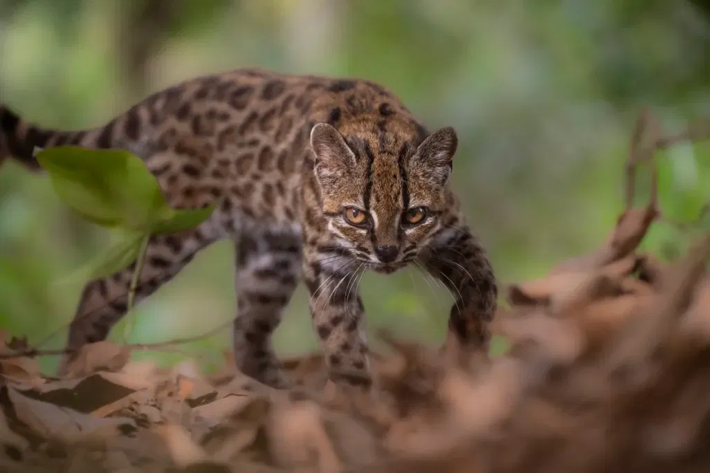 What Is the Tilcayo? The New Cat Species Explained