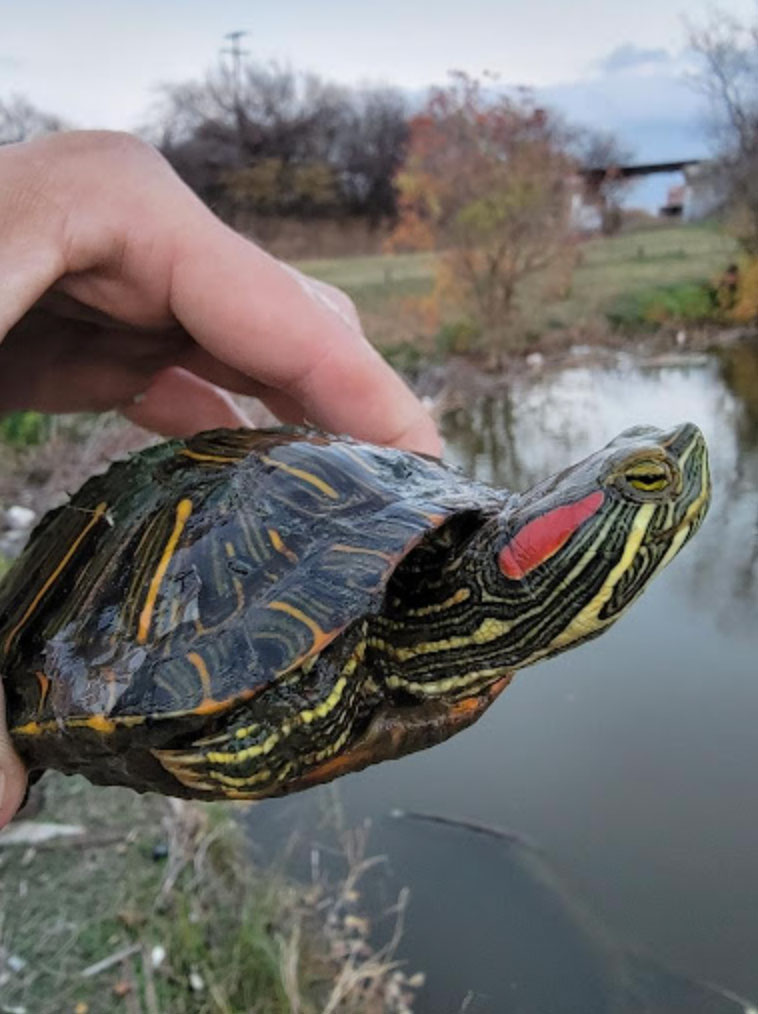 how big does a red slider turtle get_15d3ce94 d5bf 4773 8afb 8cf6ddda677e