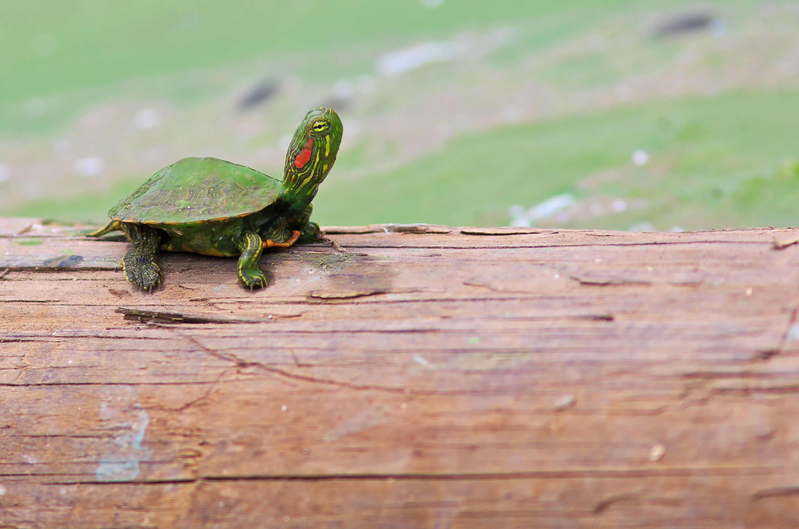 how big does a red slider turtle get_6429a684 377b 4fc2 a746 fa60d26ba98b