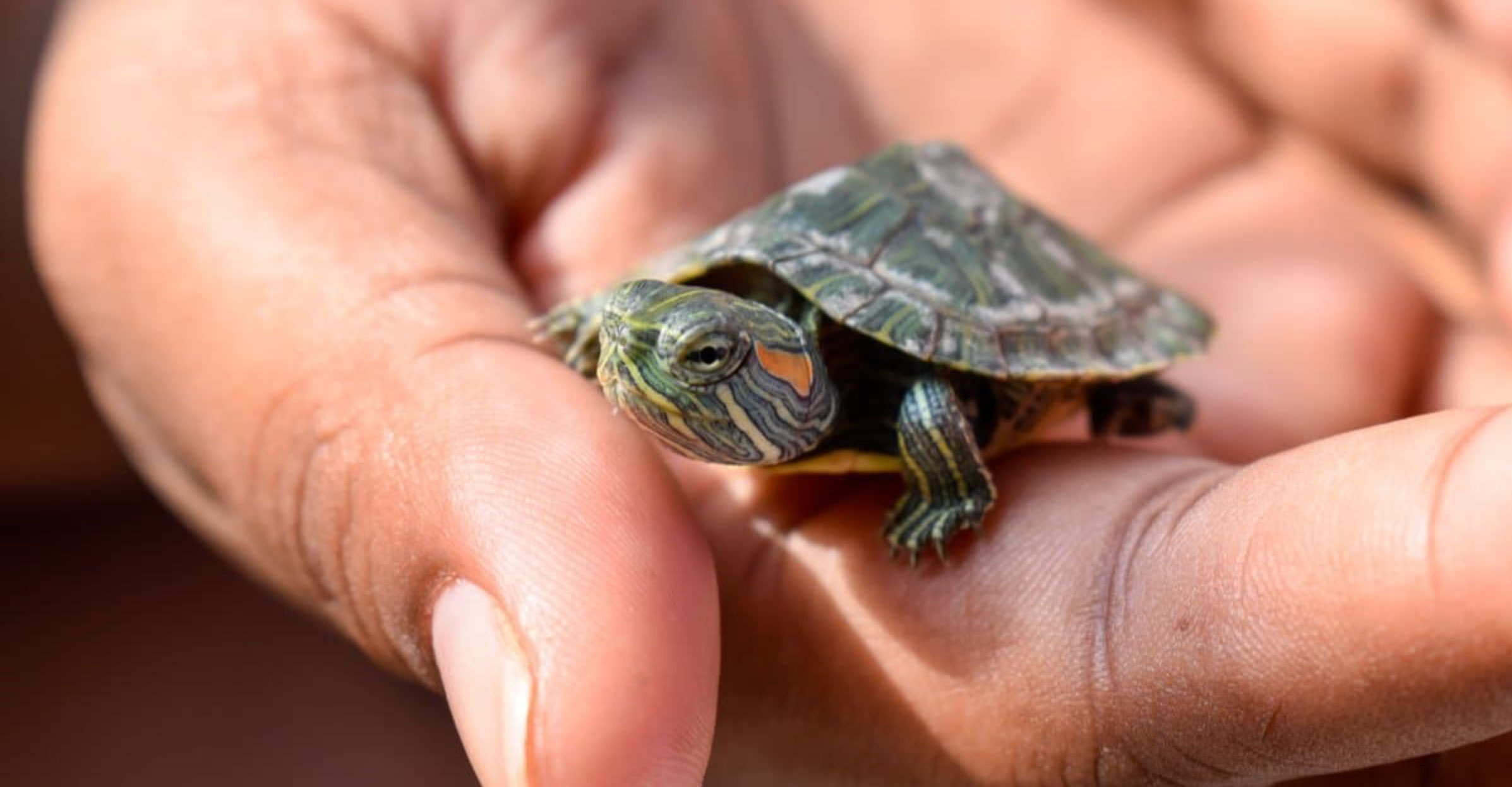 how big does a red slider turtle get_709d2f93 5a0c 4189 aca9 595258e7a1e6