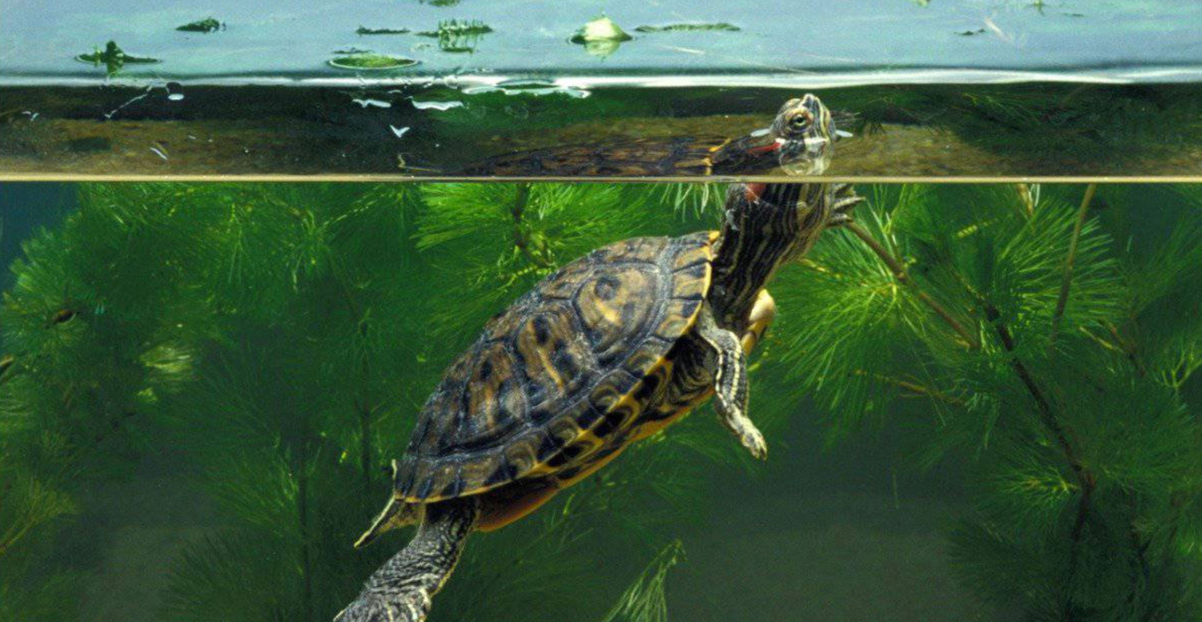 how big does a red slider turtle get_791db12d 4cec 4509 b4dd acbd01160714