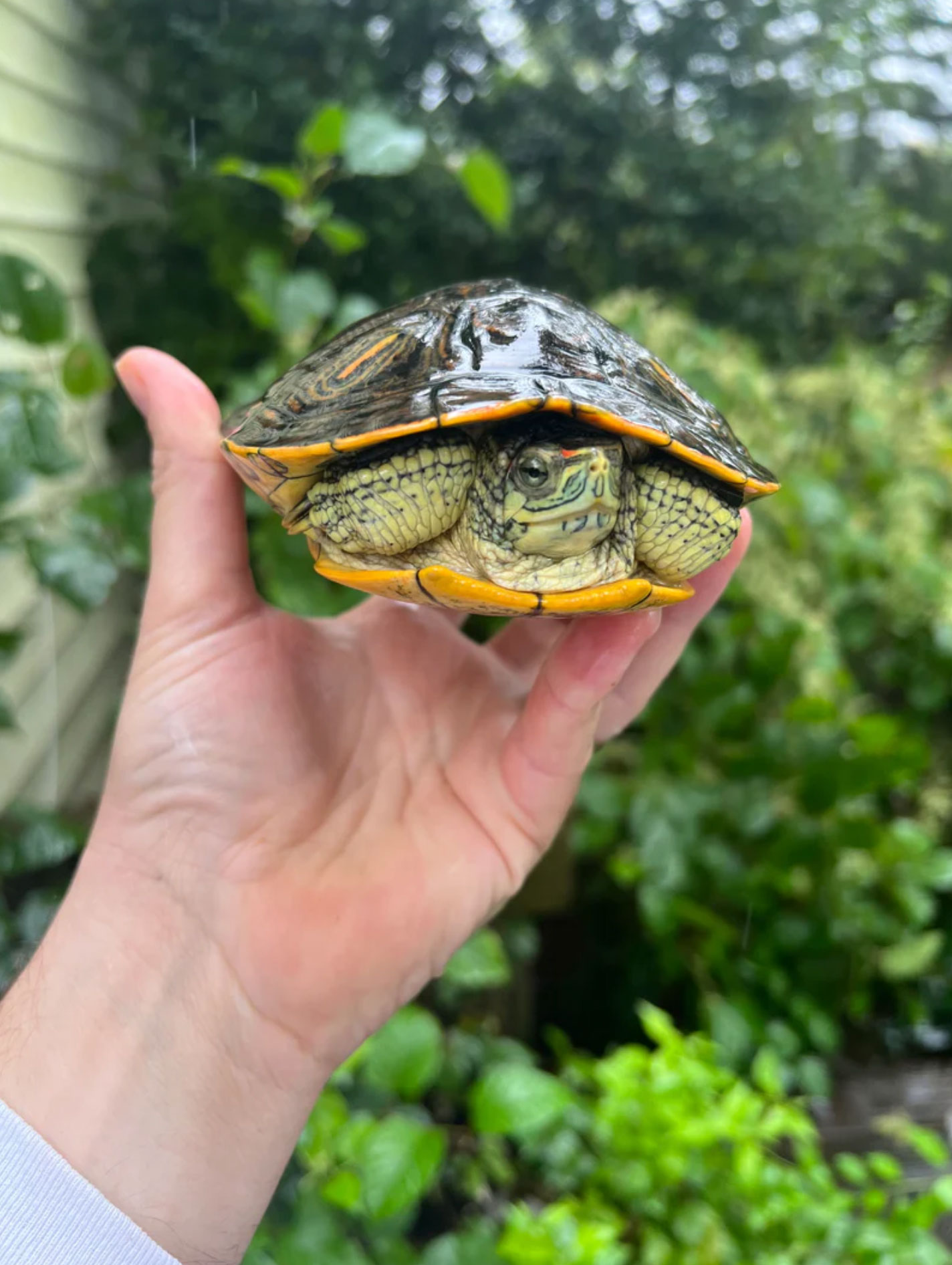 how big does a red slider turtle get_a2eba142 a616 4fae 9cee 5387ac25c071
