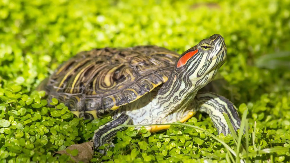 How Big Does A Red Slider Turtle Get