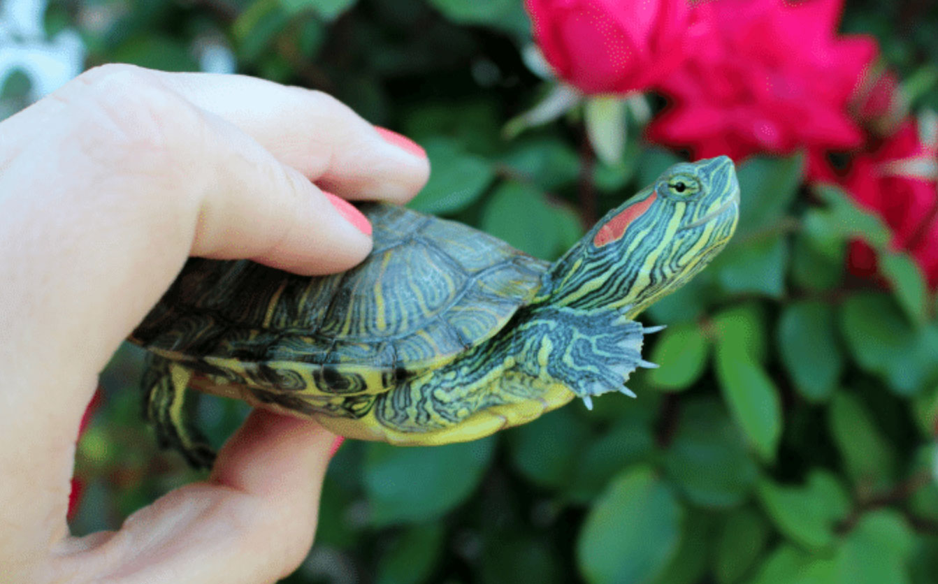 how big does a red slider turtle get_d01b458d e61f 488e bac0 980278f92ada