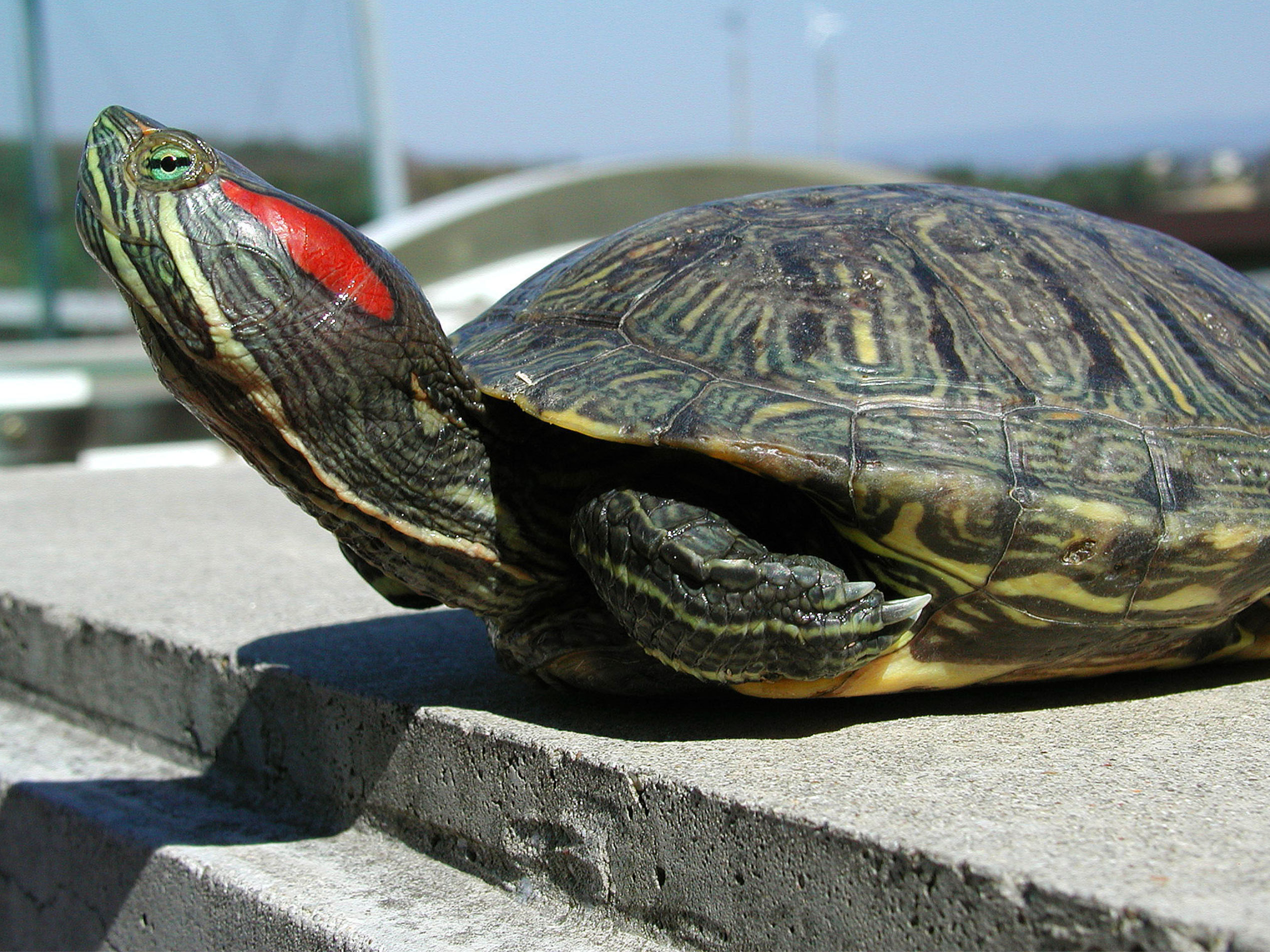 how big does a red slider turtle get_d3ac61cf 8e86 4bea b849 86fd20796d4f