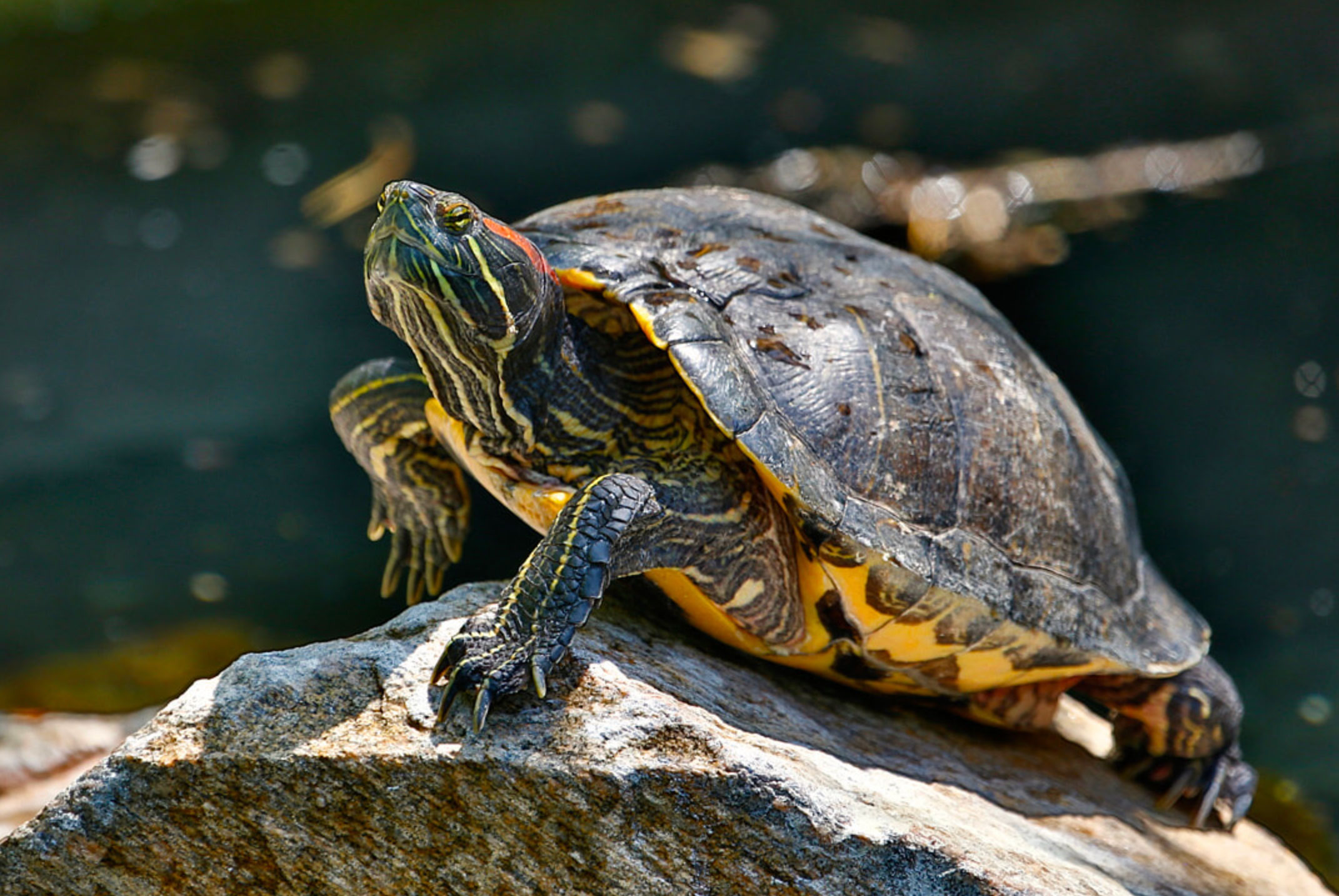 how big does a red slider turtle get_eaaccf33 078f 4945 b00f f1ab3a9480ef