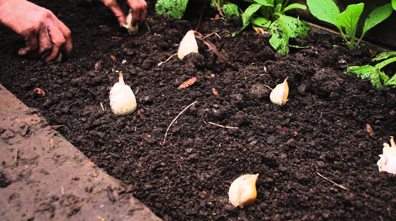 when do you plant garlic_52ce9f39 86f1 46a6 9593 42b0dd1ce32c