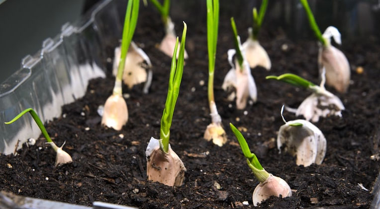 when do you plant garlic_62dc3c93 b81a 44d7 a325 7f6921e4ff8d