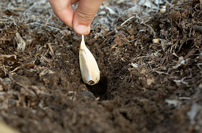 when do you plant garlic_73dad2f1 8b6b 439d b3b6 1a8dd11843ab