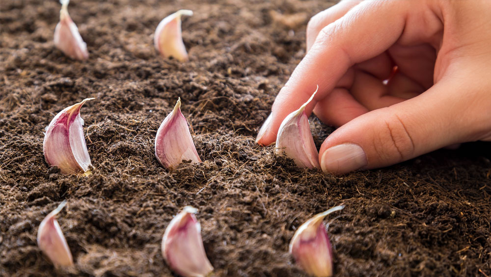 When Do You Plant Garlic