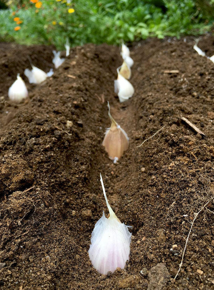 when do you plant garlic_ebc018ef 1150 436b 8d8c 6505d507f5d9