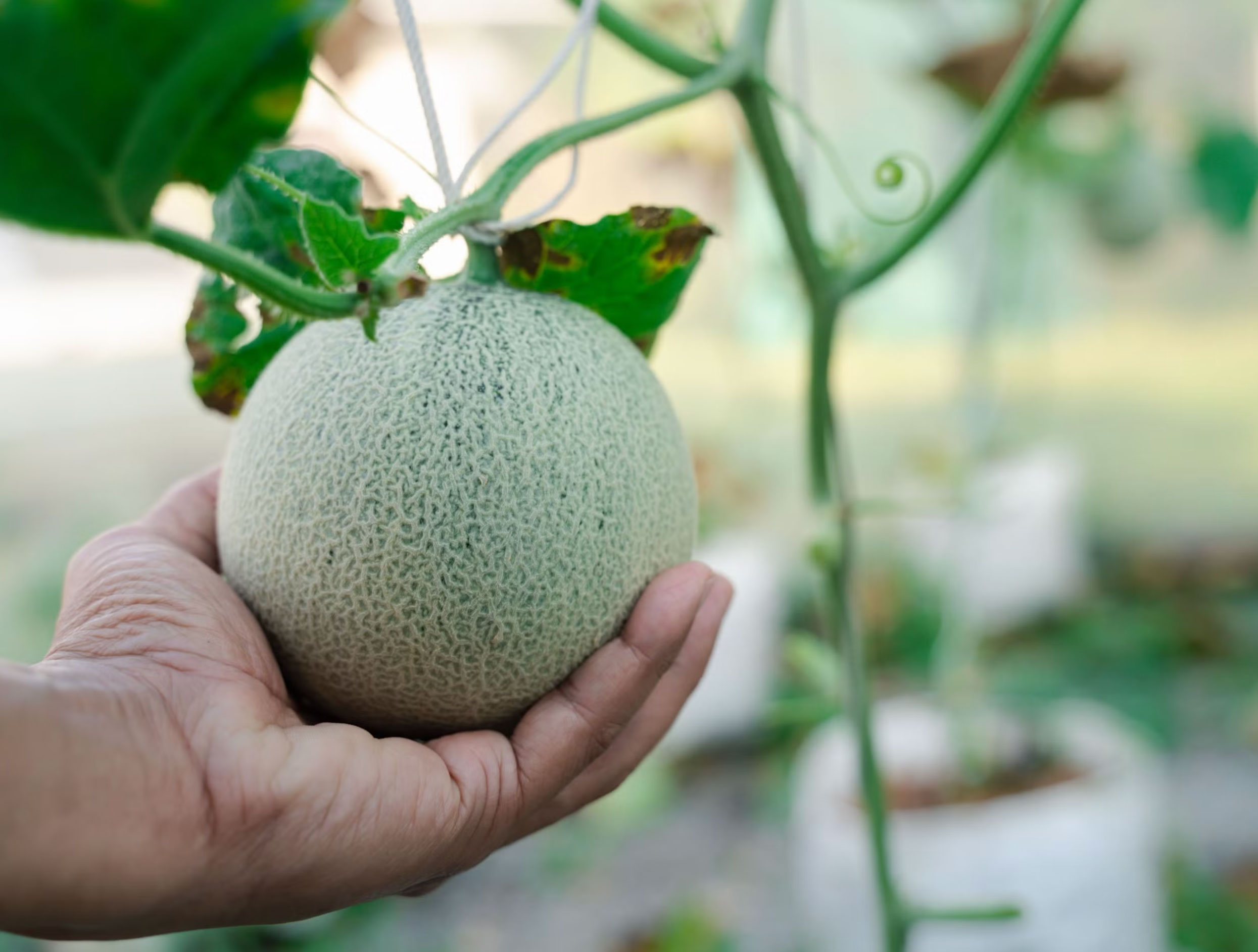 honeydew melon just when is it ripe _1459536c e0ab 4607 b99f eade4ce10850