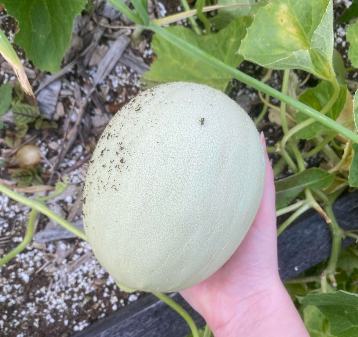 honeydew melon just when is it ripe _c50f1a26 34be 4f32 bb3a 780e27f01b42