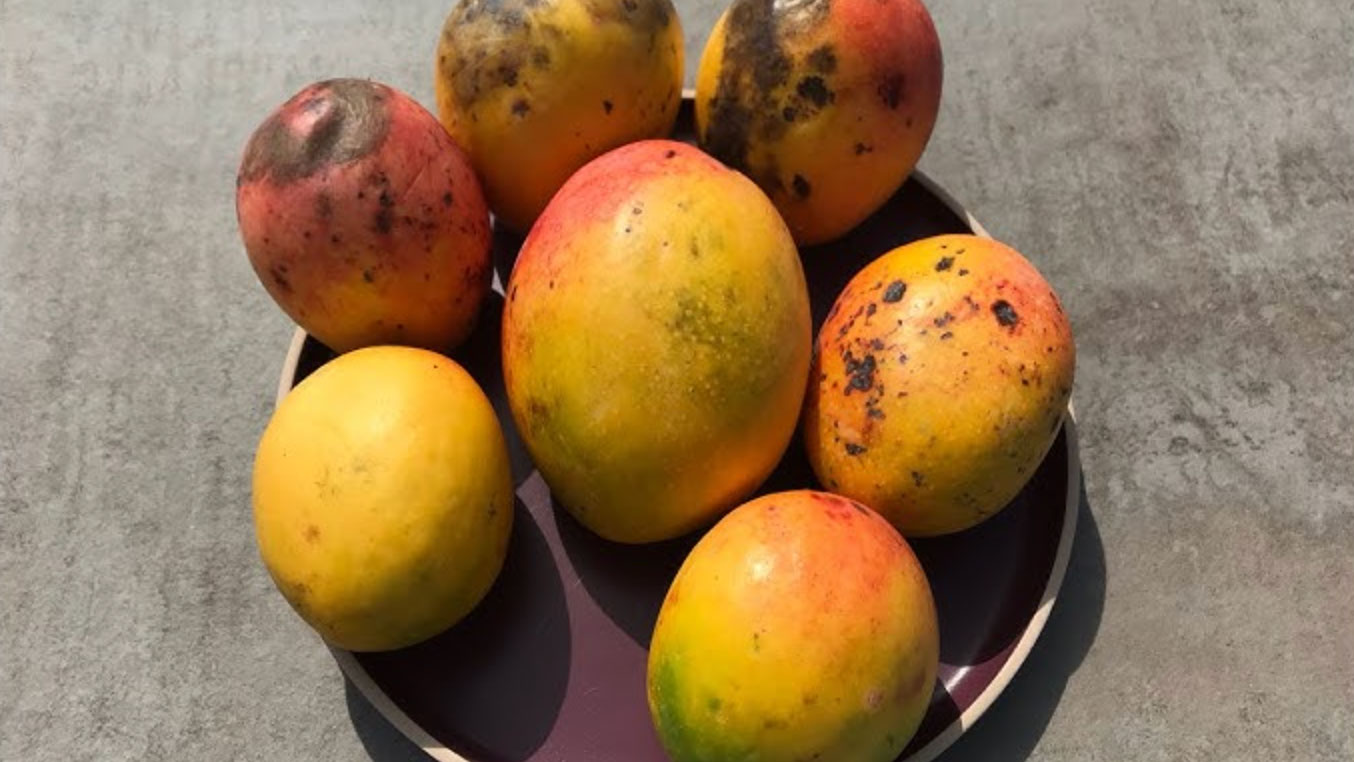 how do you know when mangos are ripe_358e496b 95cd 4e87 b38b 13b002d804ca