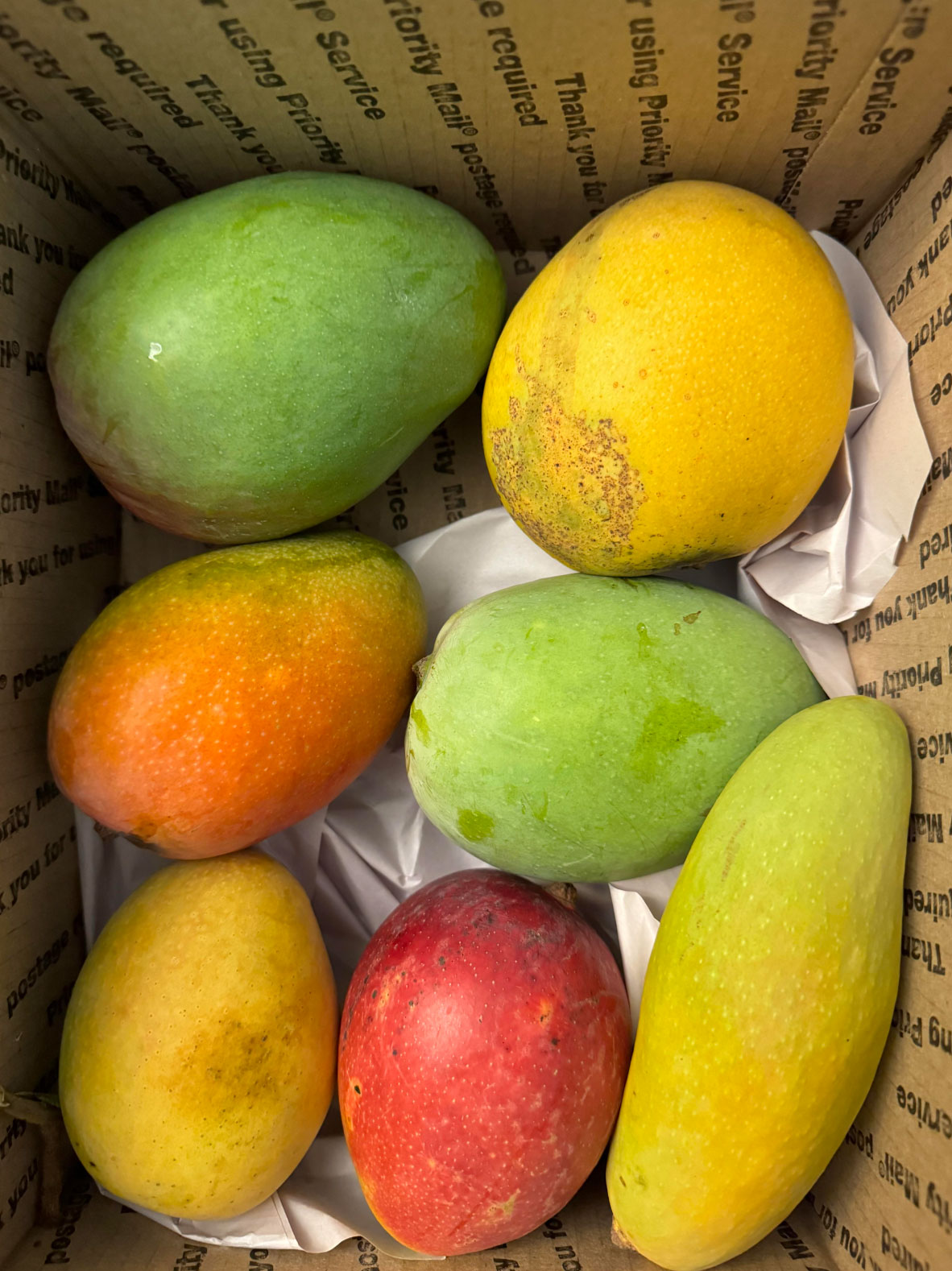 how do you know when mangos are ripe_a9cbfa79 a5a7 4d3e a456 95cb8dff87dd