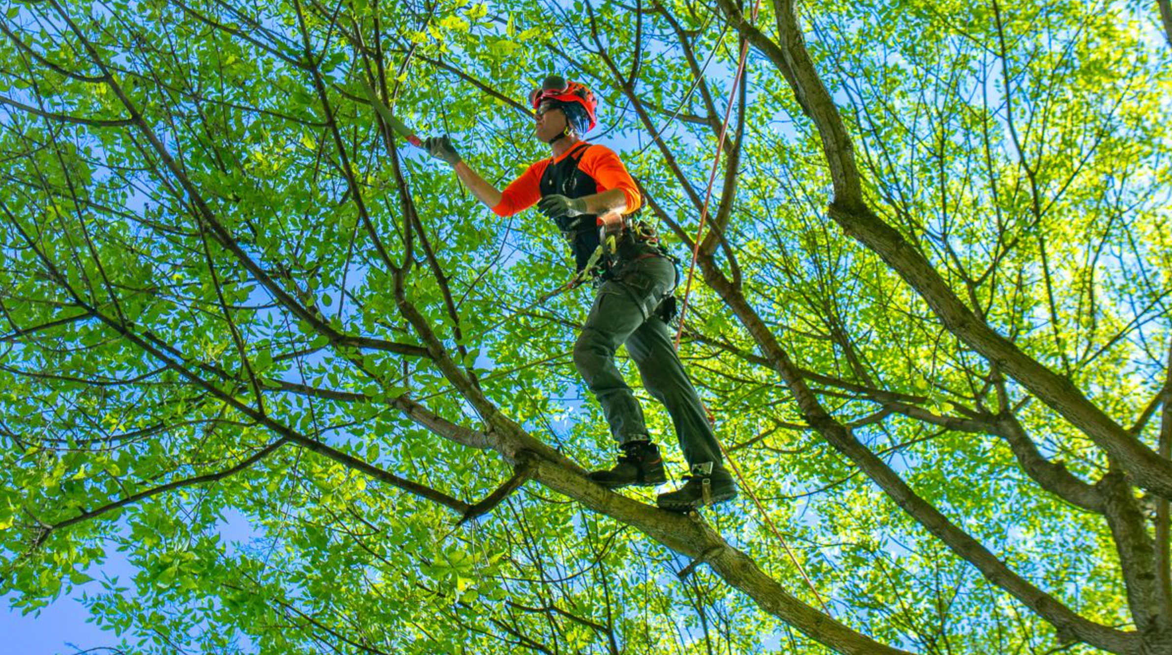 tree cutting safety mistakes to avoid_8668aa36 3838 47c8 bd11 4fef27389923