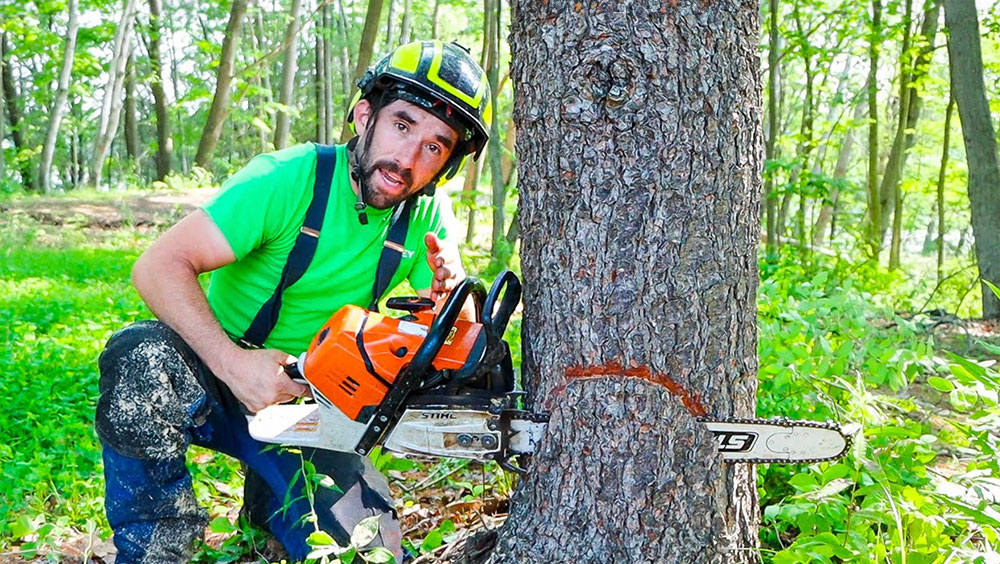 Never Do This When Cutting Down A Tree