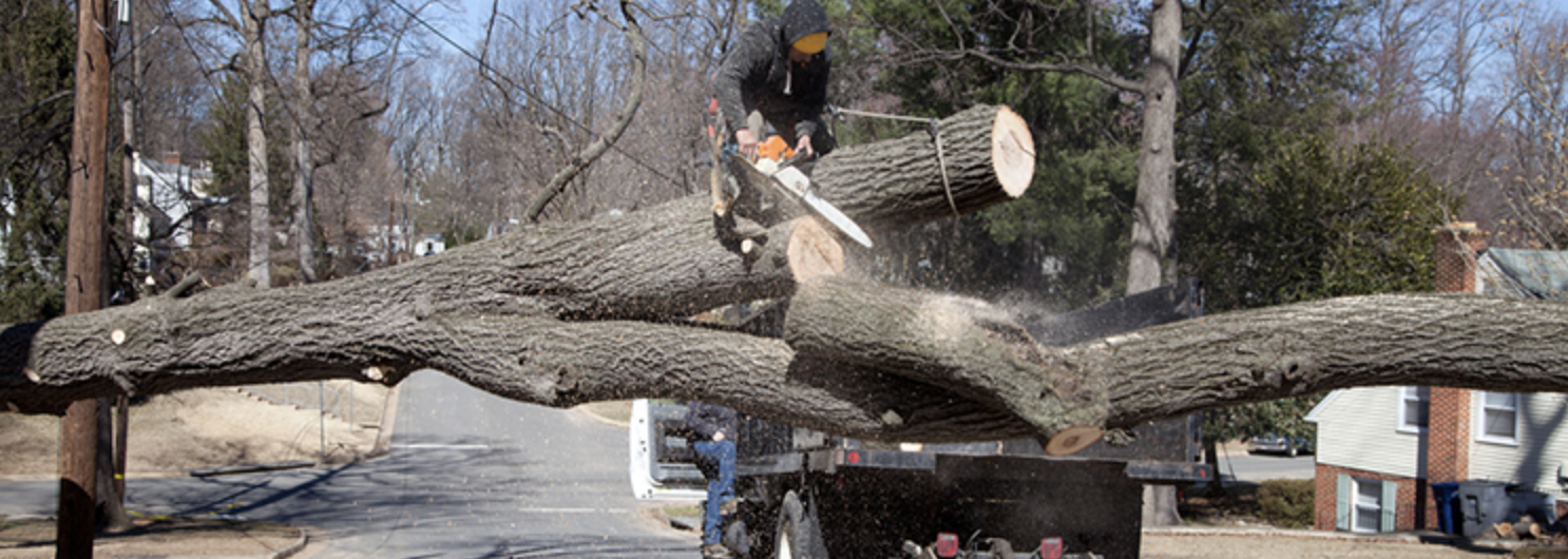 tree cutting safety mistakes to avoid_a5485329 a133 419b 9a57 9e896db5e5ce