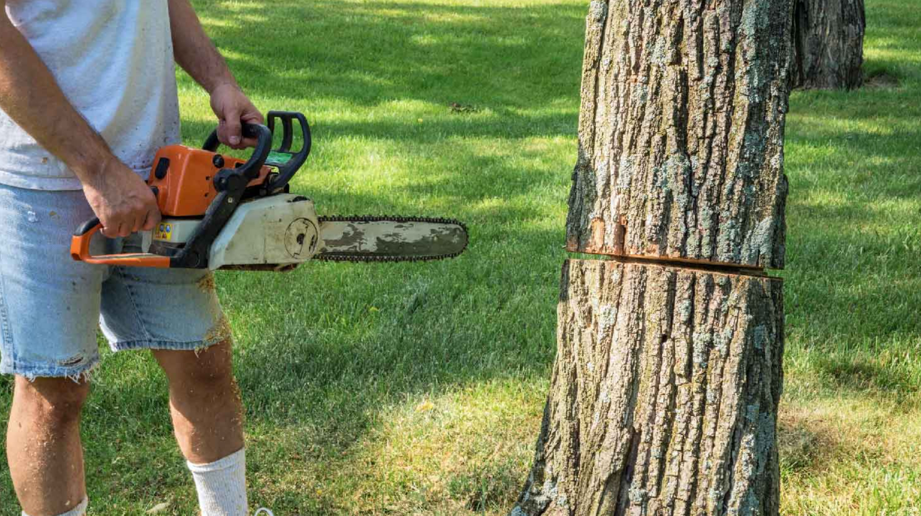 tree cutting safety mistakes to avoid_b440568d 0a42 4c62 9a02 25678b7038a8