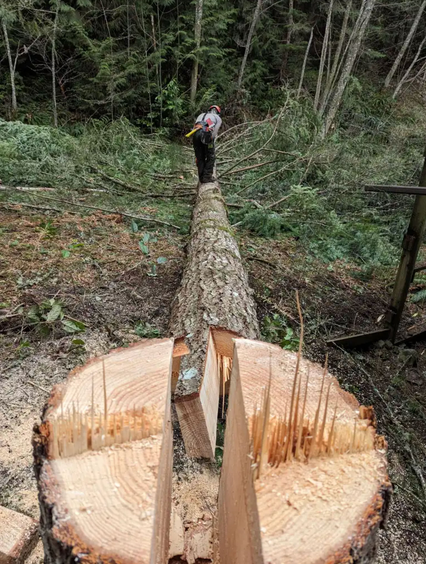 tree cutting safety mistakes to avoid_e1076645 545e 49b6 8f8f a1933e194b65