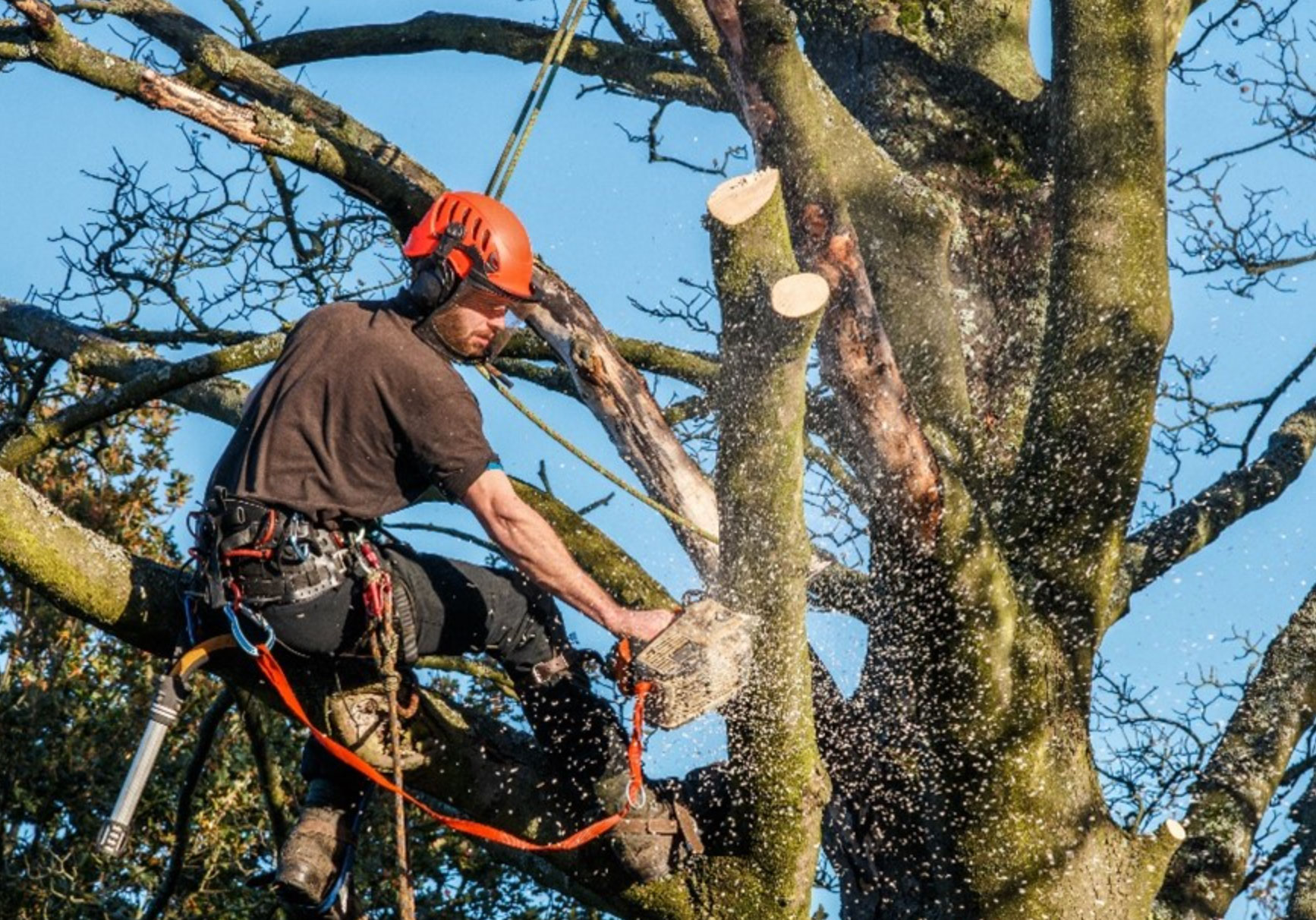 tree cutting safety mistakes to avoid_f4fe134a 13ad 4b0c 8dd4 3713c5d353d5