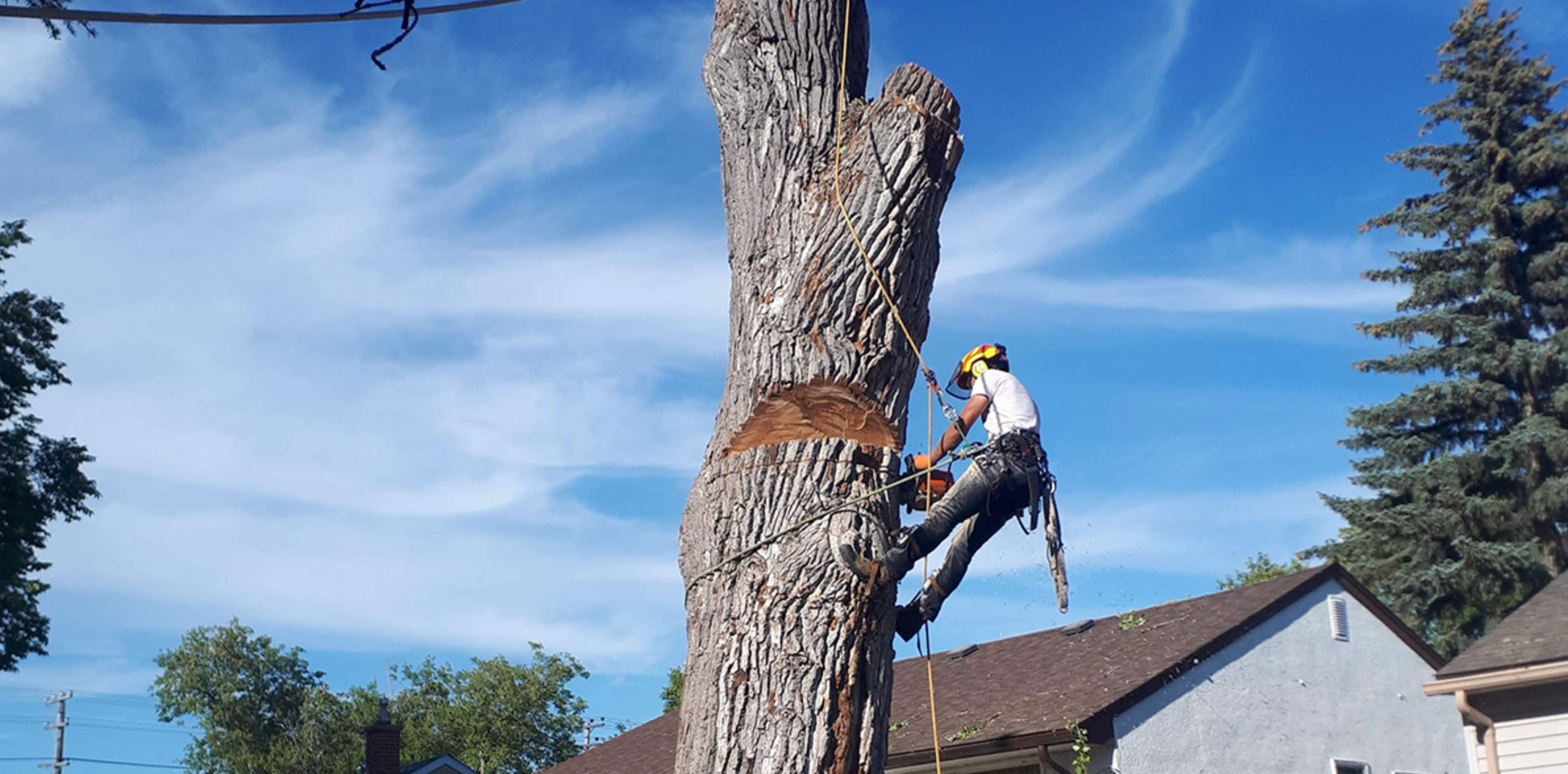 tree cutting safety mistakes to avoid_fcf6ff0d 11c8 4682 bb23 0e3738142883