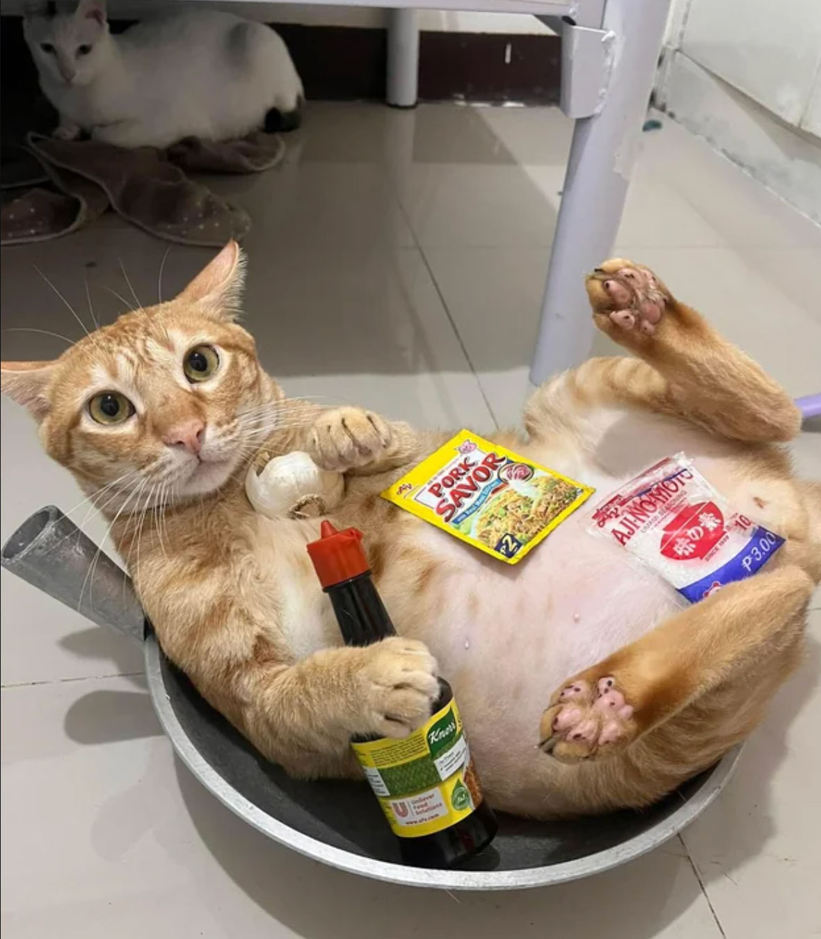do cats understand humans_27e5ca56 c3c6 4c3c a294 be923f32f12a