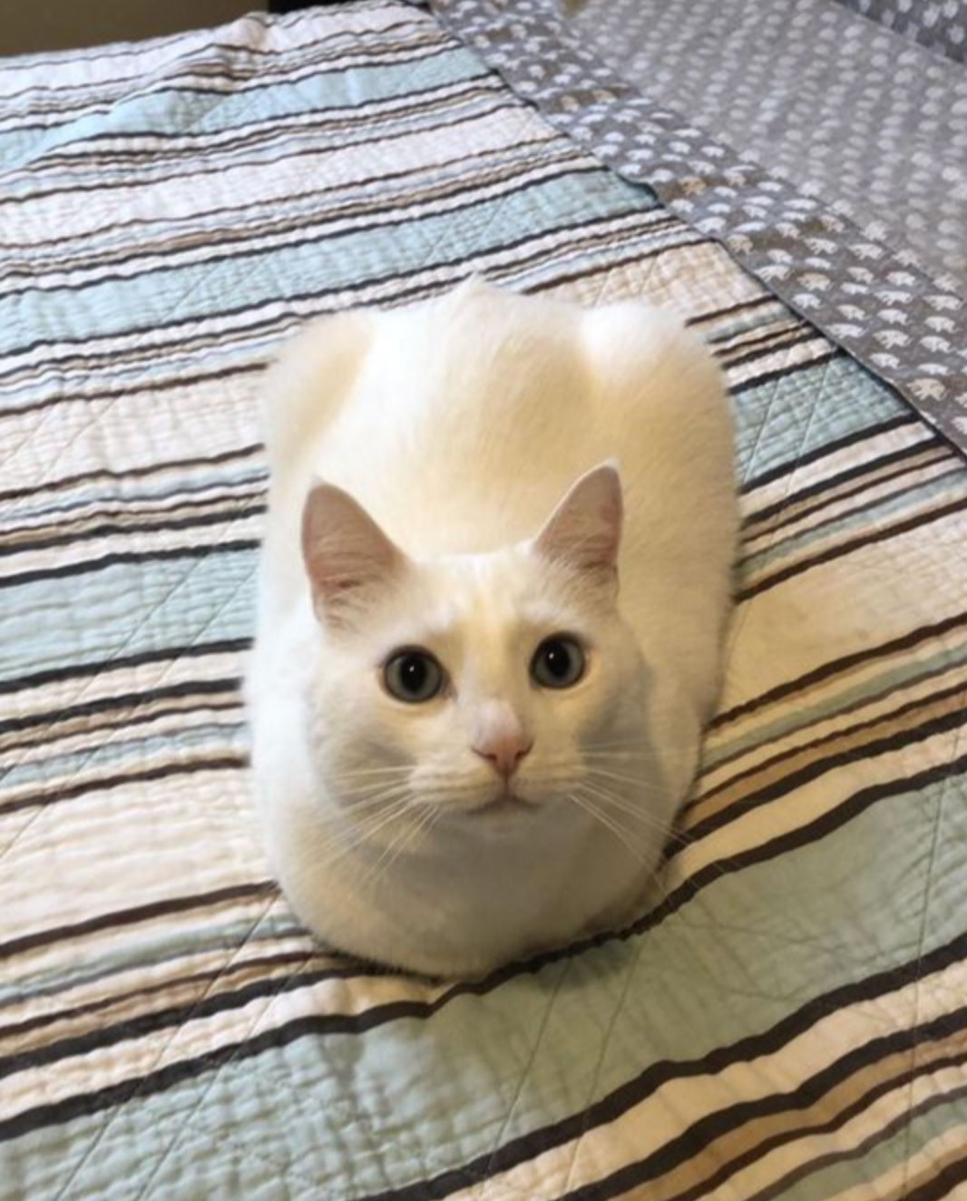 do cats understand humans_29ffe61f 4377 43fe abb5 c9036925c4a8