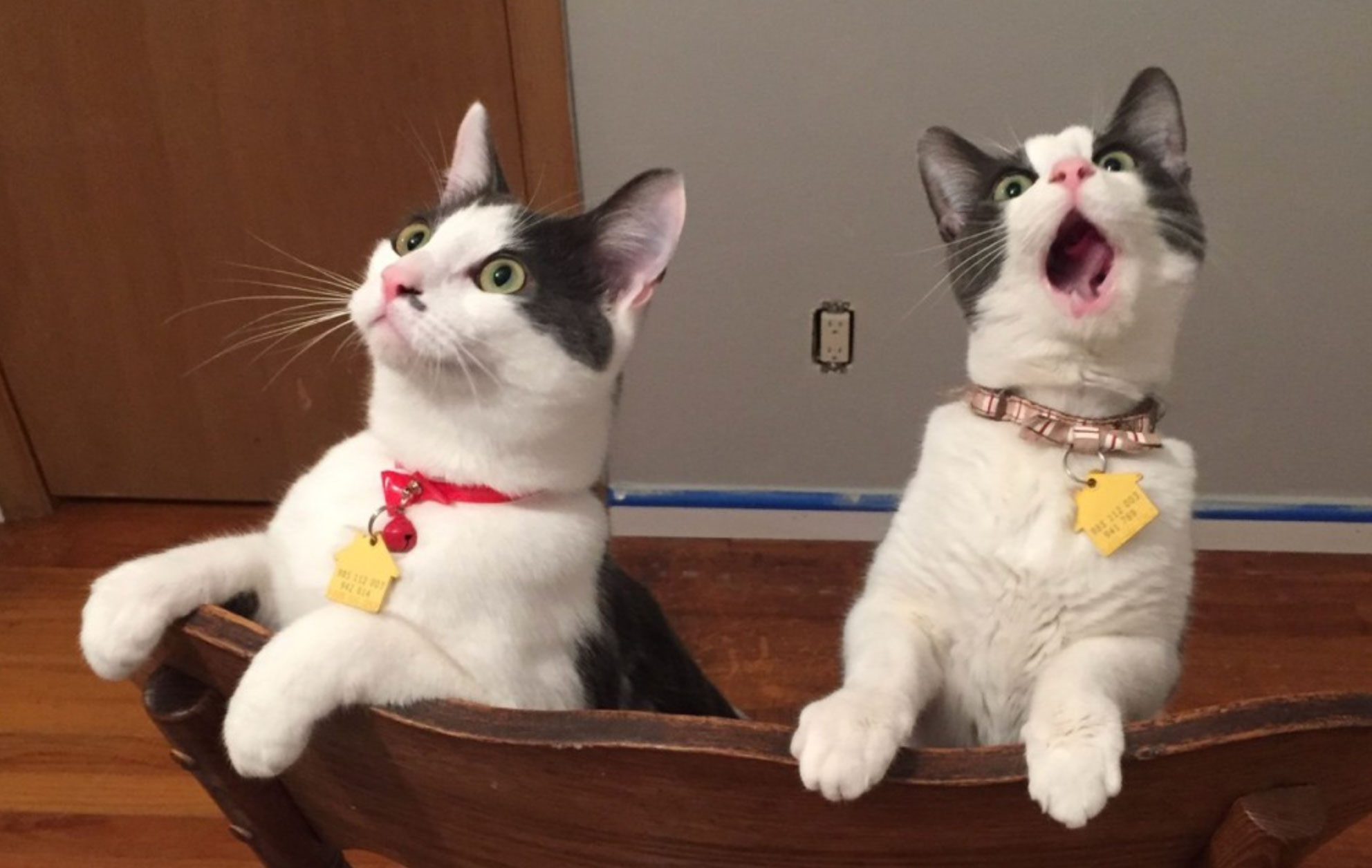 do cats understand humans_4b05b864 a134 438a bf1f ca8f204b5d10
