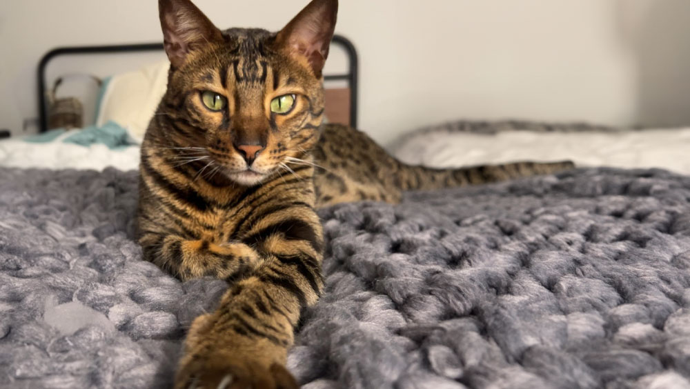 Do Cats Understand Us?
