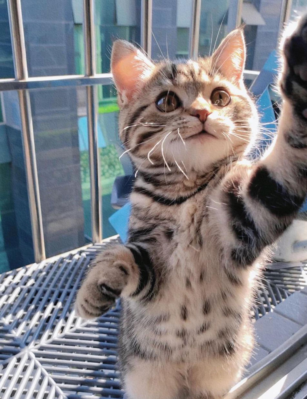do cats understand humans_94652603 b210 418c 8164 2b3e18f0a97a
