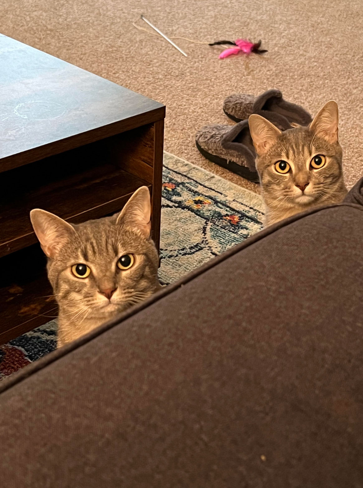 do cats understand humans_b310a872 855d 4b60 9ec4 c49bd0b10597