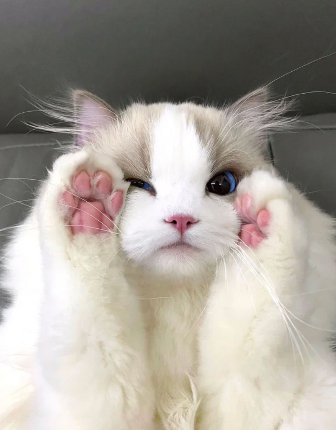 do cats understand humans_cd2d3f98 b84c 454d 9bff bfa391e7e3b6