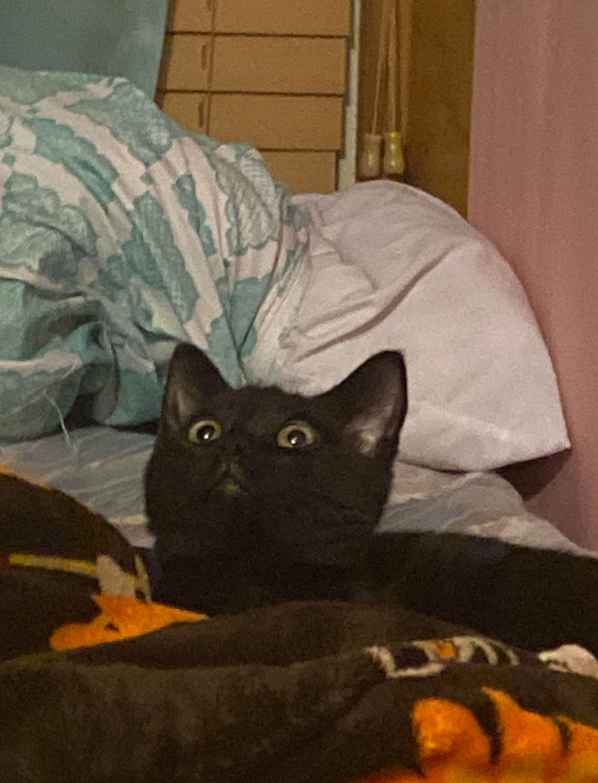 do cats understand humans_e979efa3 e8e0 4225 8317 e7cc4bcb83ae