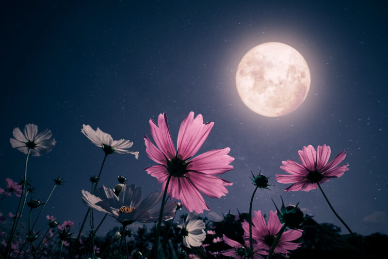 1777732364517_flower moon full moon istock DB e1777280166536
