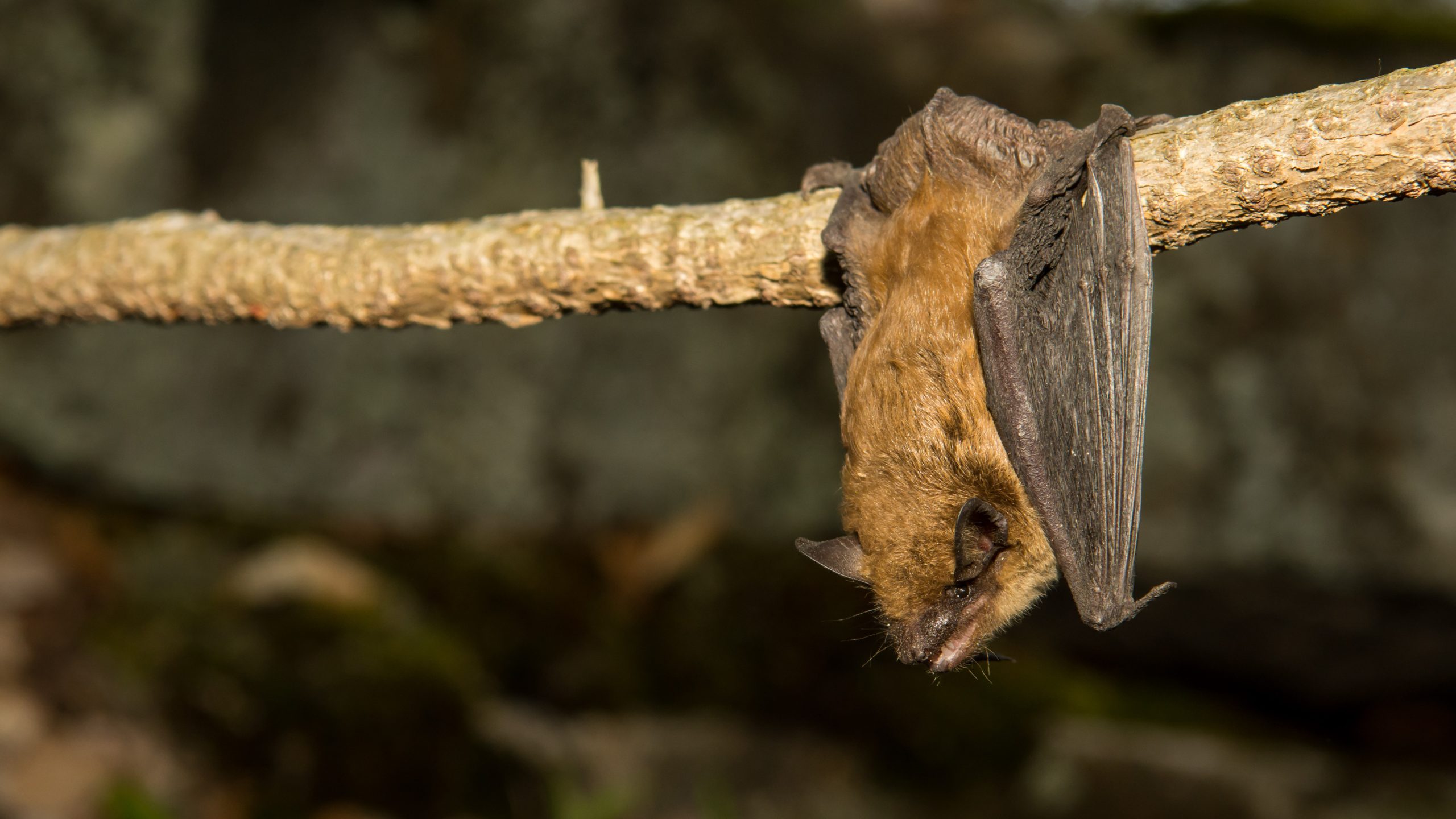 1779028202046_Big Brown Bat2_GettyImages 533040458