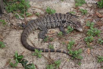 1780842204115_Argentine 20black 20and 20white 20tegu_Stan 20Kirkland_Florida 20Fish 20and 20Wildlife 20Conservation 20Commission