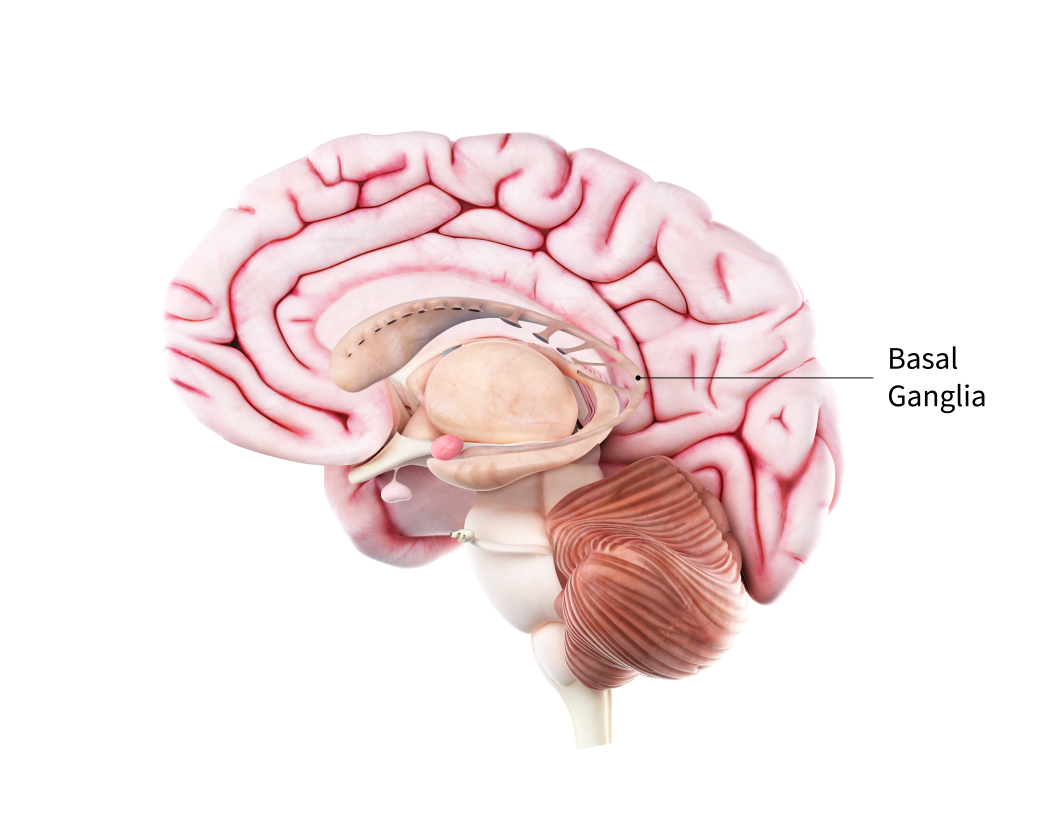 1781015149272_NIA_Brain_Medical_Graphic_for_Parkinsons_Disease_102721_500px 02