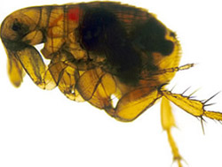 1791211475092_Flea_infected_with_yersinia_pestis